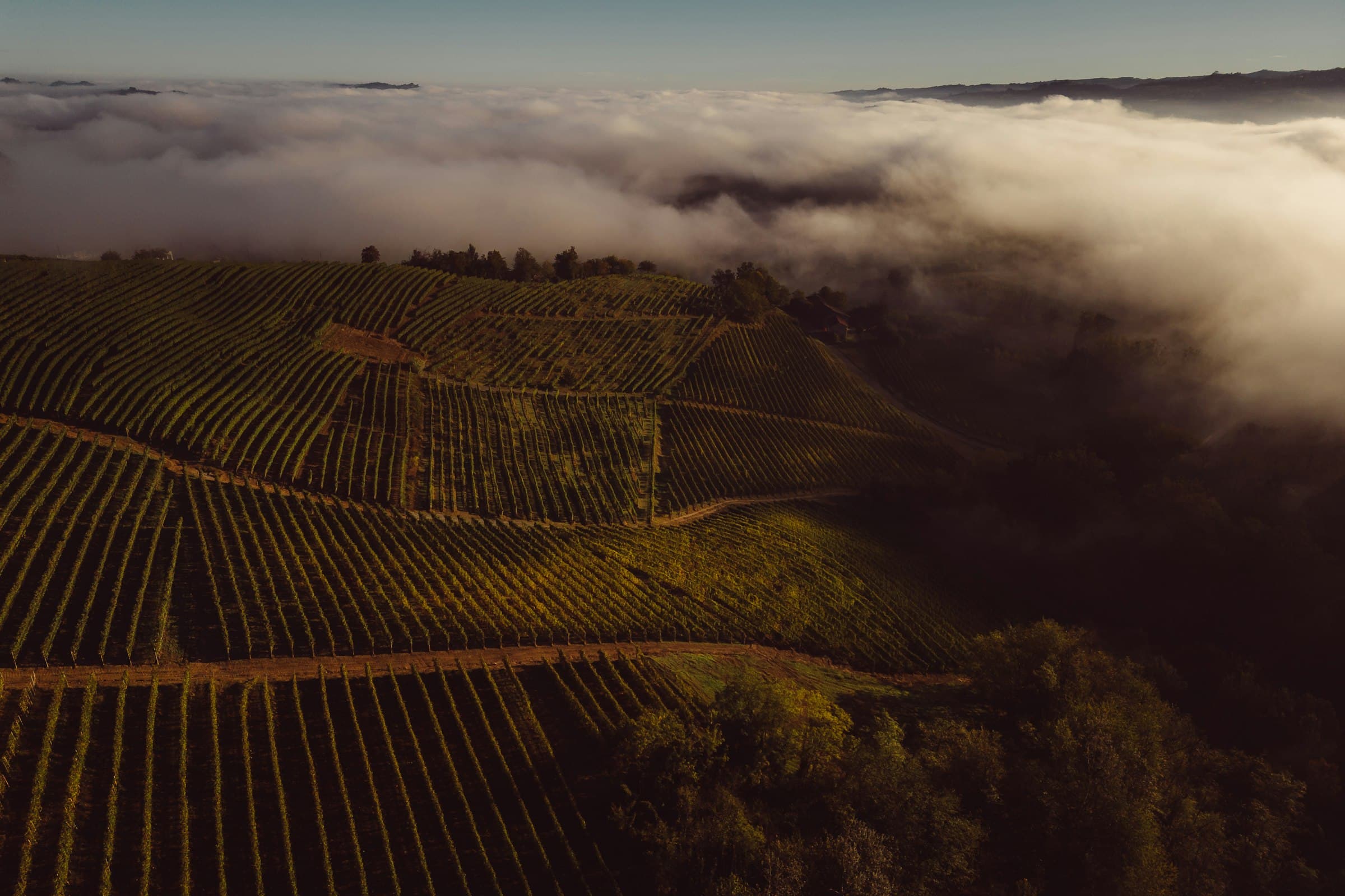 Rangées de vignes émergeant de la brume matinale